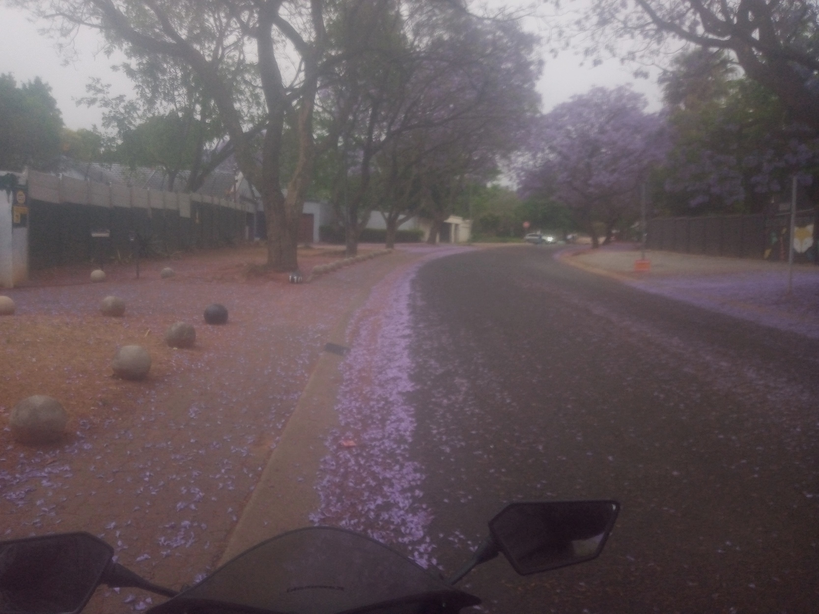 Fontainebleau's Purple Carpet